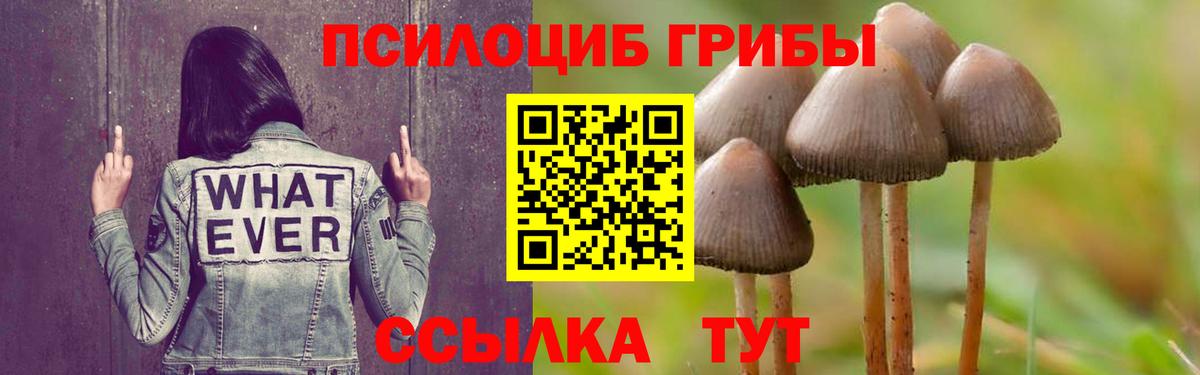 Псилоцибиновые грибы мицелий Сунжа